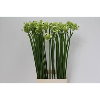 Freshy Ornithogalum Saundersiae