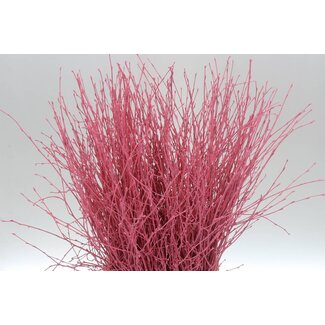 Freshy Berk Pink (p. bos)