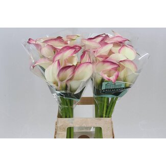 Freshy Zantedeschia Calluna Mario