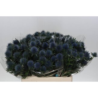 Freshy Eryngium Magnetar Qstar