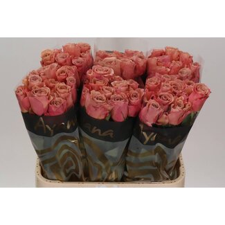 Freshy Rosa Moccachino