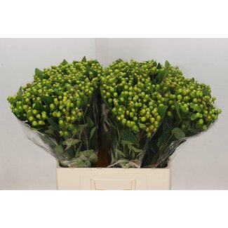 Freshy Hypericum Mag Green Reviva