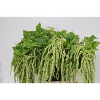 Freshy Amaranthus Ca Green Cordyline