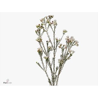 Freshy Chamelaucium Moonlight Delight