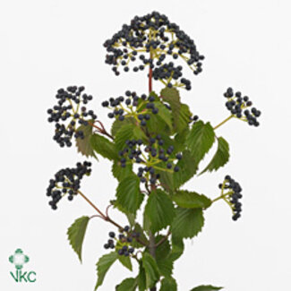 Freshy Viburnum Magical Blue