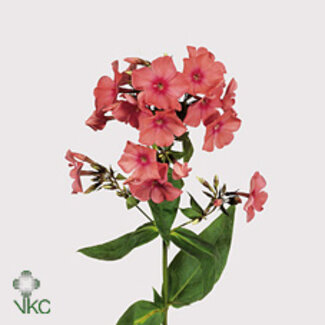 Freshy Phlox P Windsor