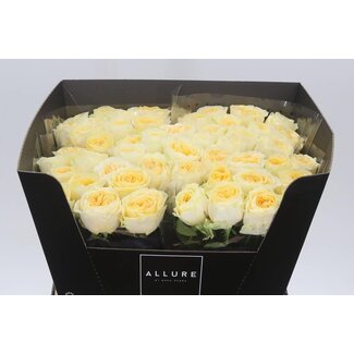 Freshy Rosa Buttercup Allure