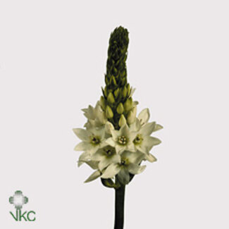 Freshy Ornithogalum Thy Mount Fuji