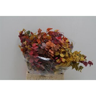 Freshy Eucalyptus Stuart Pres Mix 150gr Short (p. bos)