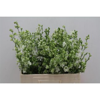 Freshy Consolida R Q White Bio