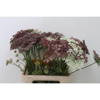 Freshy Daucus Carota 'dara Bio