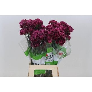 Freshy Anjer Funza Lang Nobbio Burgundy
