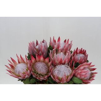 Freshy Protea Cynaroides