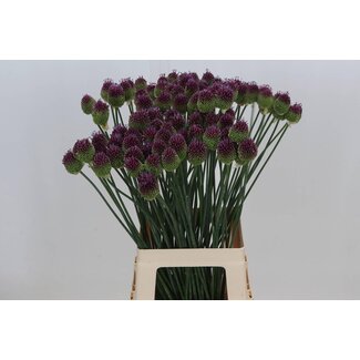 Freshy Allium Sphaerocephal