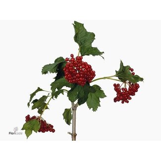 Freshy Viburnum op Compactum 4