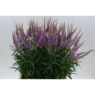 Freshy Veronicastrum Virg Fascination