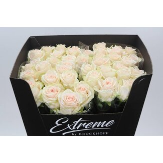 Freshy Rosa Sweet Caroline