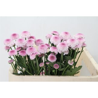 Freshy Chrysant T Sugarbunny