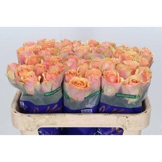 Freshy Rosa Dividend