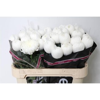 Freshy Chrysant deco Tutu