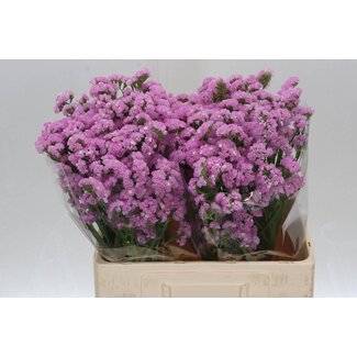 Freshy Limonium S Fantasia Wings