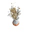 BQT Mini Including Vase | Natural White | 15 cm