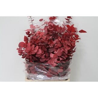Freshy Eucalyptus Stuart Pres Red 200gr (p. bos)