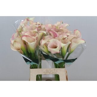 Freshy Zantedeschia Capt Rosette