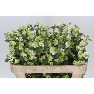 Freshy Symphoricarpos Mag Avalanche