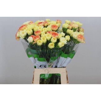 Freshy Anjer Funza Lang Rainbow Geel
