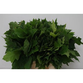 Freshy Quercus Grof