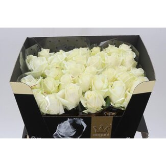 Freshy Rosa Avalanche Elegantum