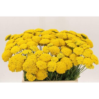 Freshy Achillea F Park Variety
