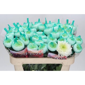 Freshy Chrysant deco Magnum