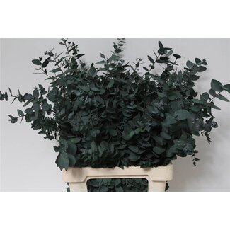 Freshy Eucalyptus Stuart Pres Green 200gr (p. bos)