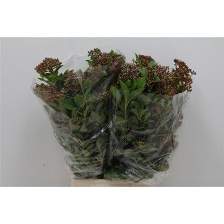 Freshy Viburnum Tinus 250gr (p. bos)