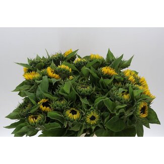 Freshy Helianthus Sunrich Orange Overtoom