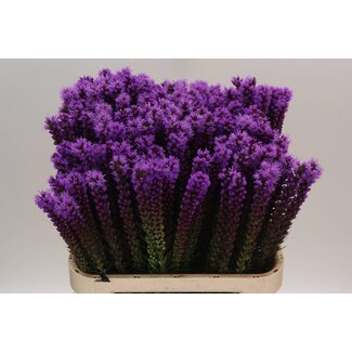 Freshy Liatris Callilepis