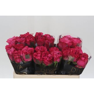 Freshy Rosa Country Blues