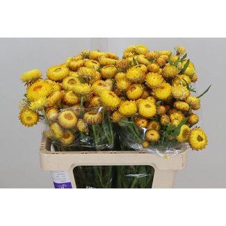Freshy Helichrysum Geel