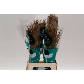 Freshy Miscanthus Sin White Cloud