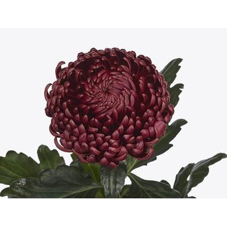 Freshy Chrysant deco Bigoudi Red