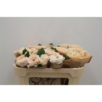 Freshy Rosa Overig Zalm