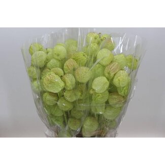 Freshy Asclepias Moby Dick 400gr (p. bos)