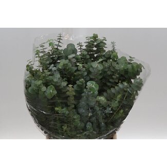 Freshy Eucalyptus Baby Blue 150gr Short (p. bos)