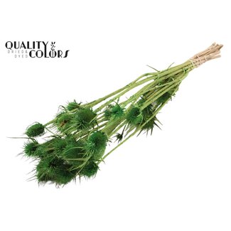 QC Light green Bleached Dried Thistles | Cardistella Dried flowers | Length ± 55 centimetre | 10 stems per bunch | Per bunch