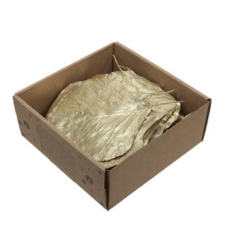 4A Gold-coloured Dried Cobra Leaves | Christmas Decoration | Length 10 centimetre | Per 25 leaves