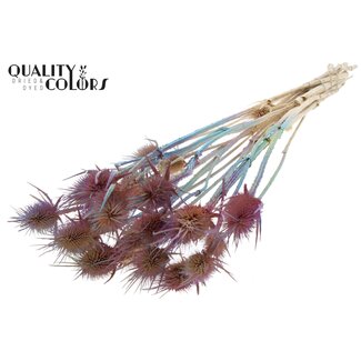 QC Roze Gebleekte Gedroogde Distels | Kleur: Gemengde Kleuren | Cardistella Droogbloemen | Lengte ± 55 centimeter | 10 takken per bos | Per bos
