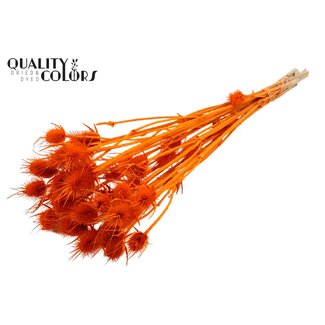 QC Gebleekte Gedroogde Distels | Kleur: Oranje | Cardistella Droogbloemen | Lengte ± 55 centimeter | 10 takken per bos | Per bos