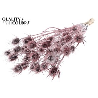 QC Gedroogde Distels met Glitter | Kleur: Champagne | Cardistella Droogbloemen | Lengte ± 55 centimeter | 10 takken per bos | Per bos